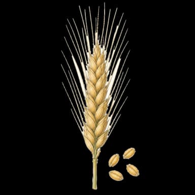 Grano